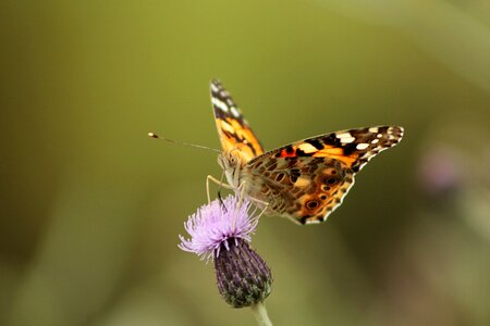 Butterfly macro nature photo