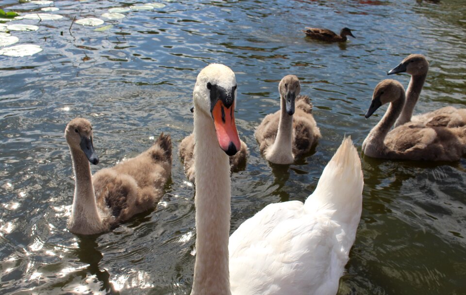 Nature animals swan