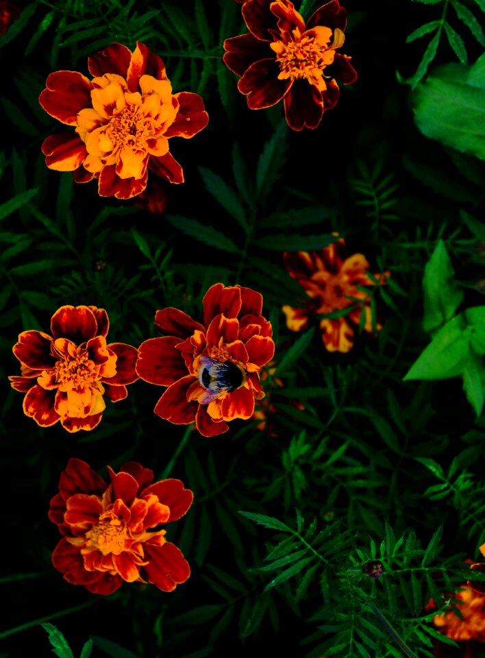 Summer flowers bumblebee