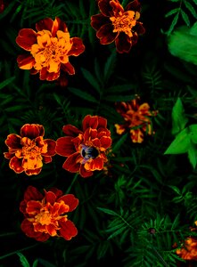 Summer flowers bumblebee