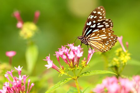 Macro close up nectar