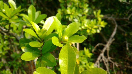 Fruits plants leafs