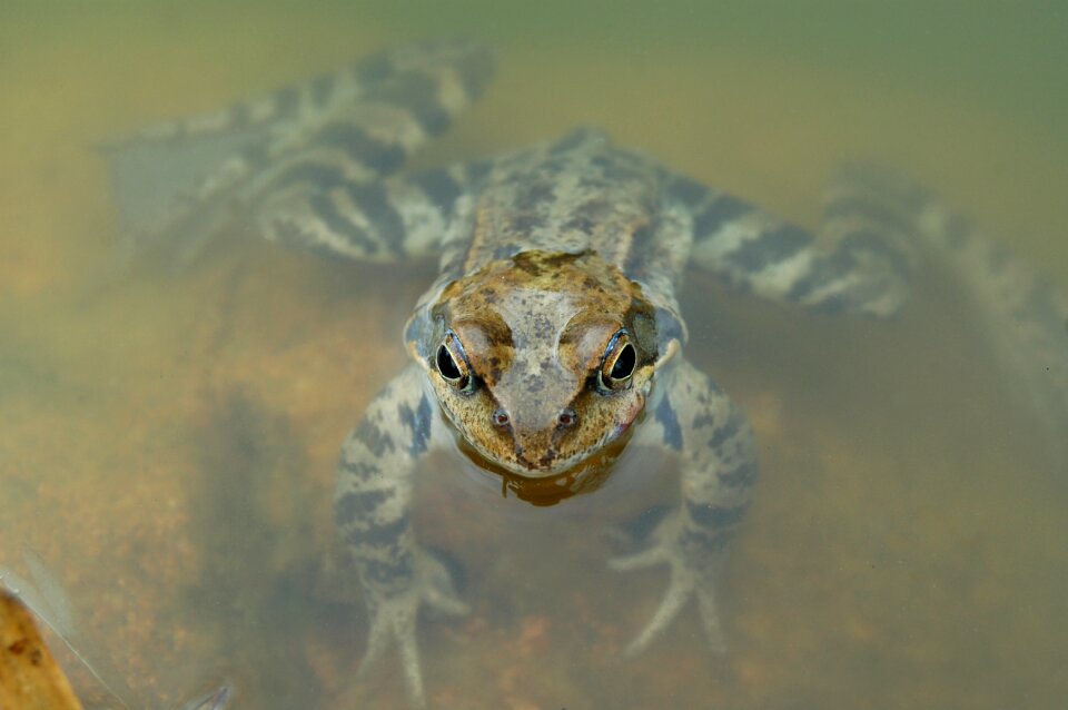 The frog amphibian nature