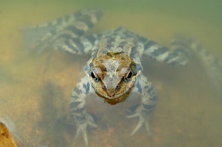 The frog amphibian nature photo