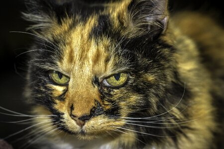 Cat close up photo townsville cat townsville pets