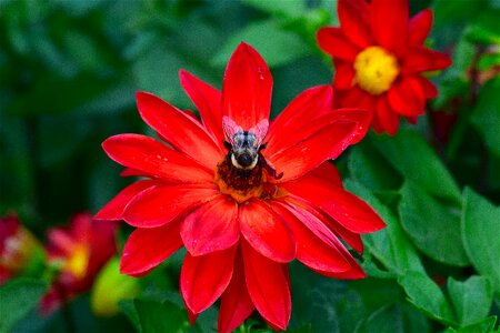 Shadow bee insect photo