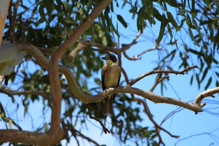 Tree perched perch