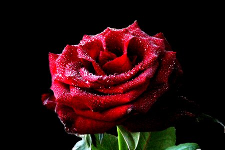 Rose flower red rose blooming flower