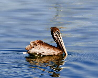 Refection sea blue