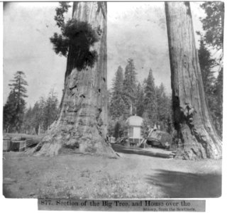 Section of the Big tree, and House over the Stump, from the Sentinels LCCN2002723487