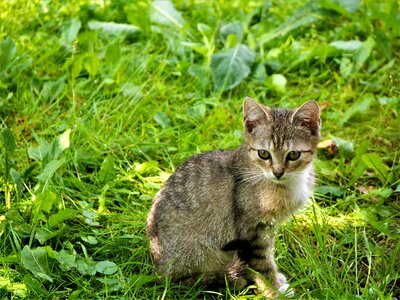 Little kitty sitting grass