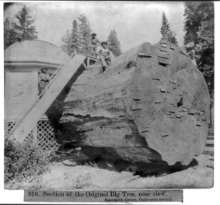 Section of the Original Big tree, near view, Mammoth Grove, Calaveras County LCCN2002721323