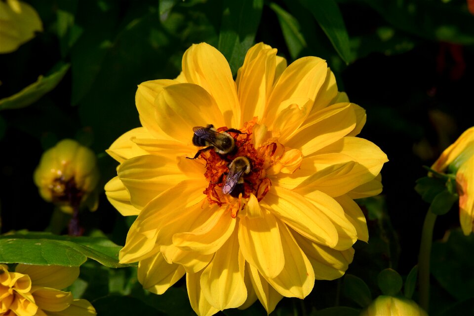 Shadow bees insect