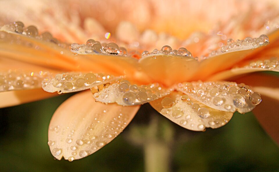 Beautiful bright flora