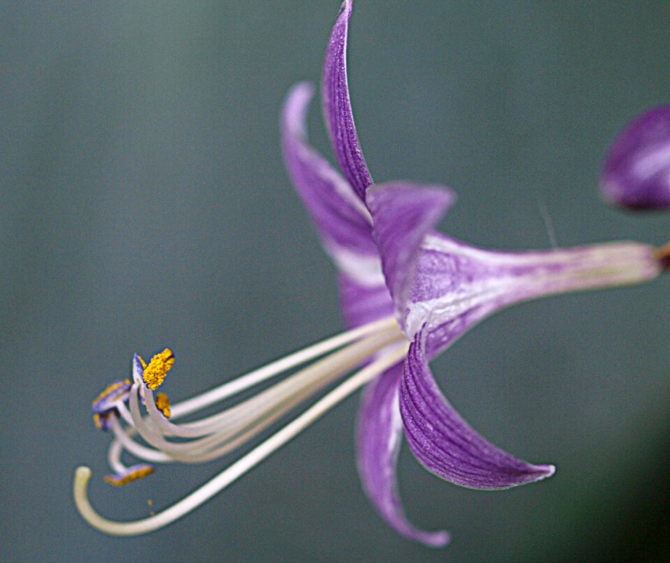 Petal closeup blooming