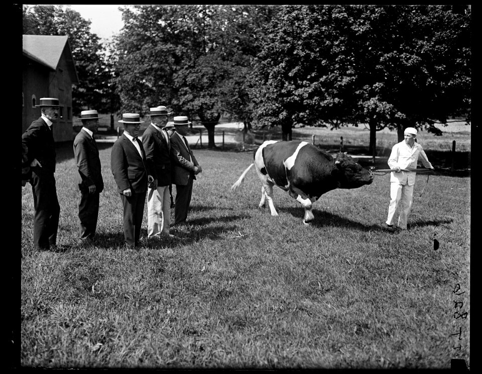Secy. of Agric. Wallace, with Inspector Gen. Helmick of the U.S. Army inspecting the $5000 prize bull at soldiers' home LCCN2016891683