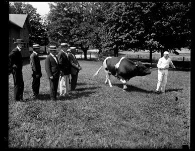Secy. of Agric. Wallace, with Inspector Gen. Helmick of the U.S. Army inspecting the $5000 prize bull at soldiers' home LCCN2016891683