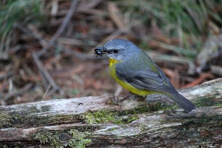 Bird beetle feeding