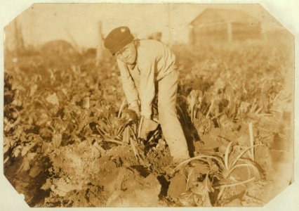 See label 4010) Eight-year-old boy tugging at the beets. There is a great deal of physical strain in this work. See Hine report LOC nclc.00334