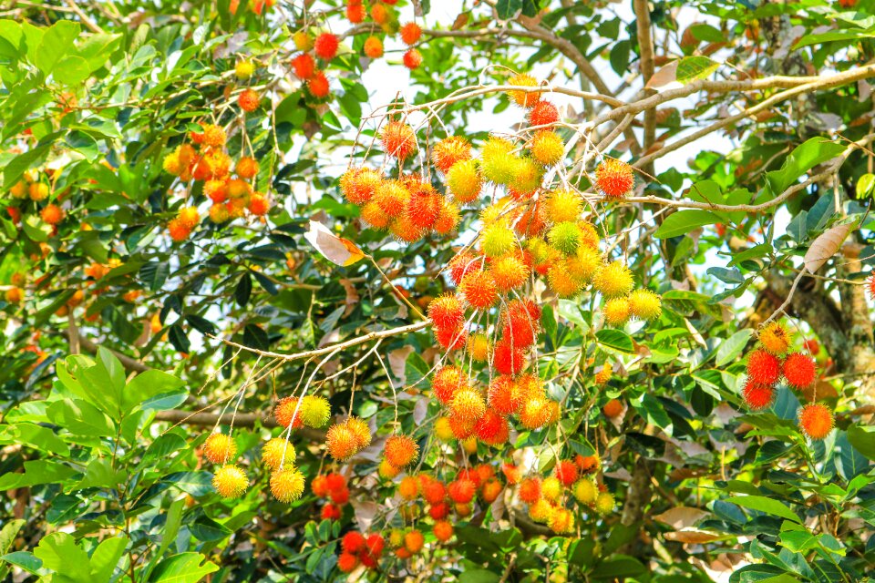 Fruits rambutan fresh
