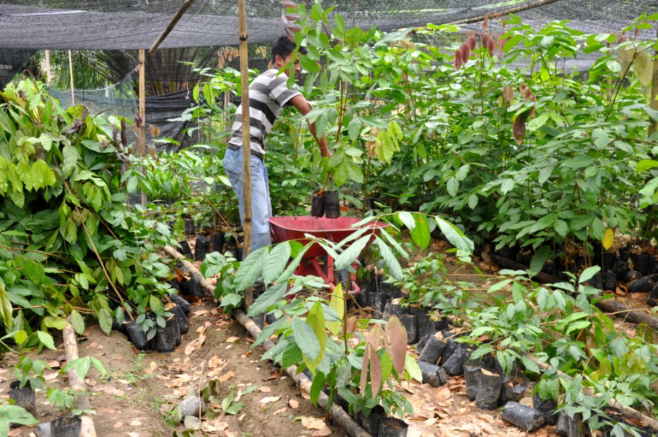 Seedlings ready to be planted (15388483425)