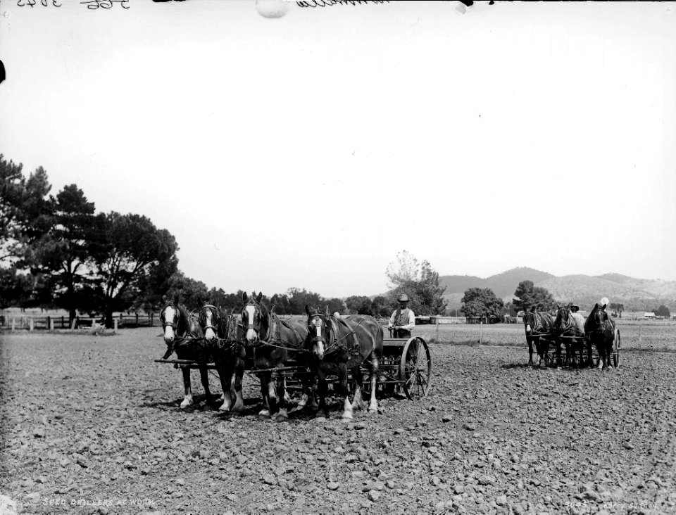 Seed drillers at work from The Powerhouse Museum Collection