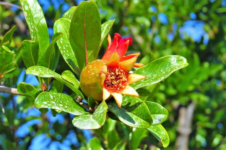 Nature leaf plant