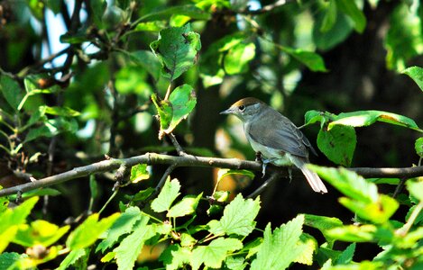Wild birds closeup garden