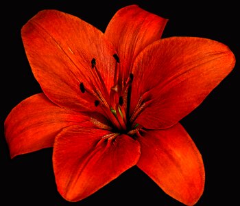 Nature garden flowers