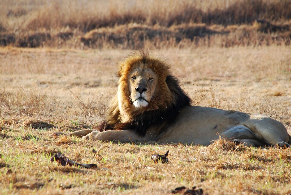 South africa wildlife brown lion