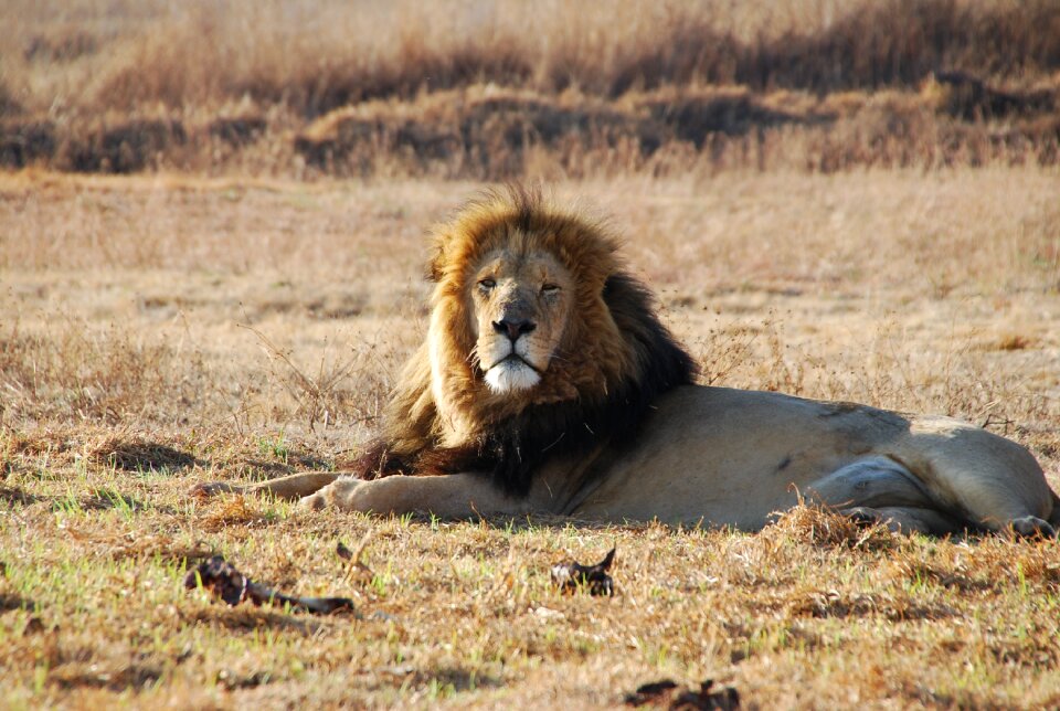 South africa wildlife brown lion photo