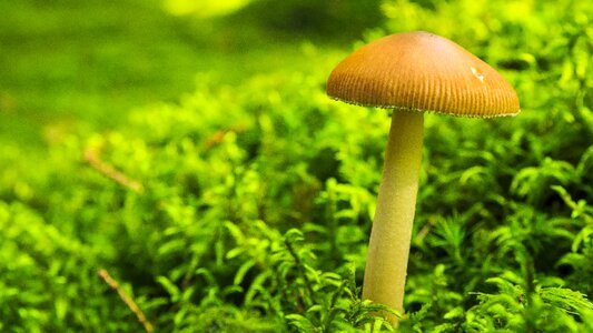Close up mushroom picking poison photo