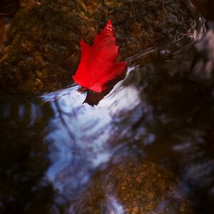 Leaf macro water