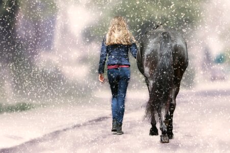 Spray adult horse