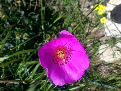 Flower green summer
