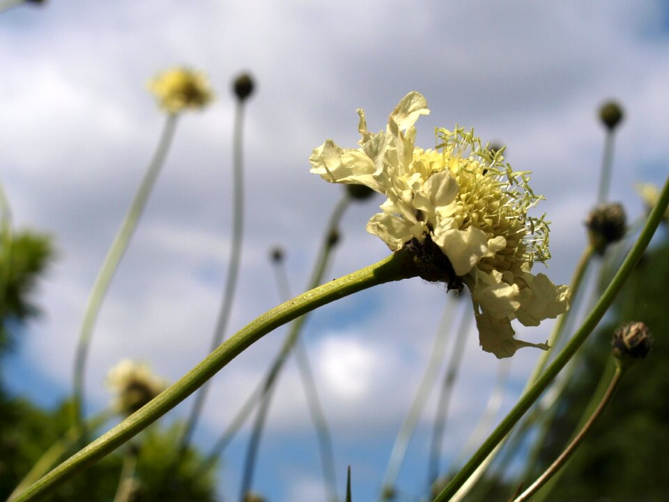 Growth summer field