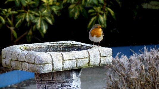 Robin bird bird bath photo