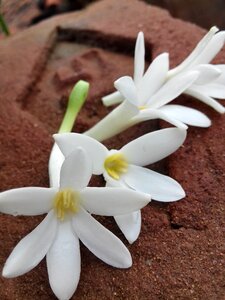 The one jasmine cool