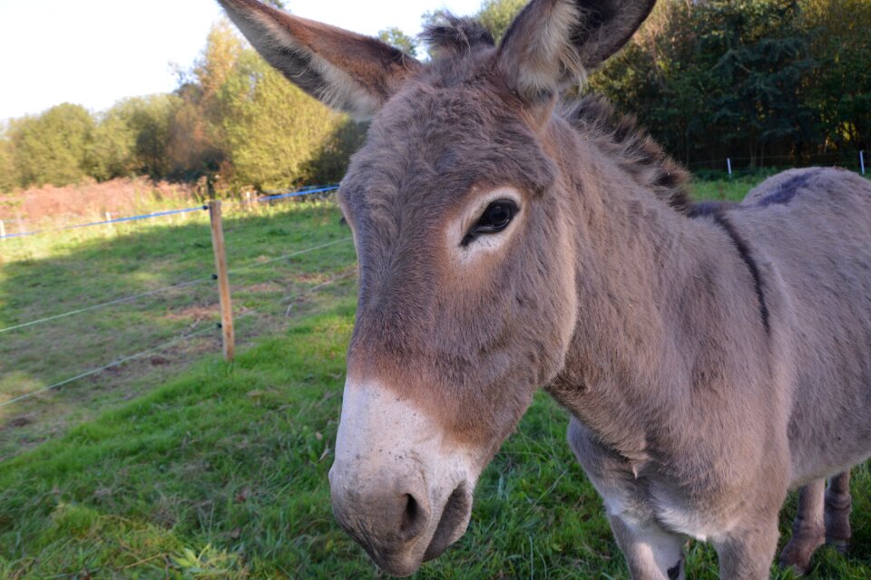 Head profile croix saint andré domestic animal