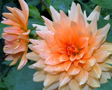 Flora nature dahlia