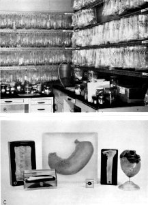 The Armed Forces Institute of Pathology - Figure 114bc
