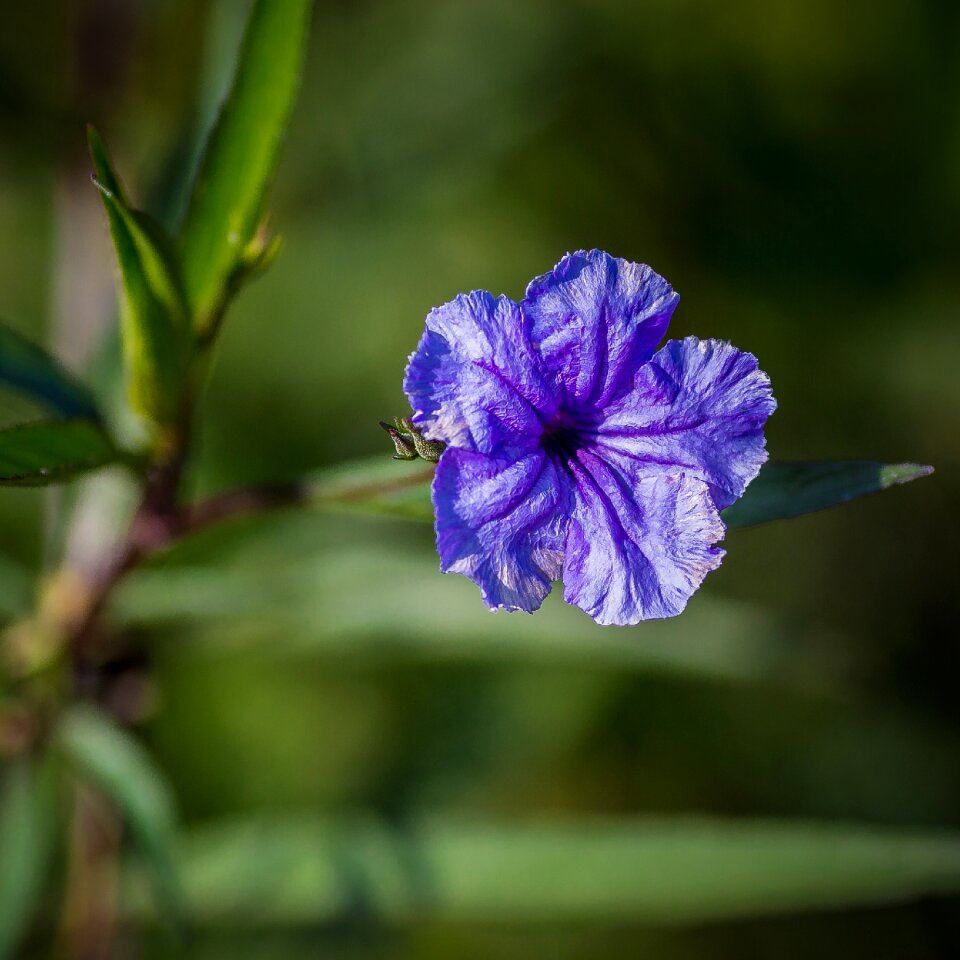 Nature leaf petal
