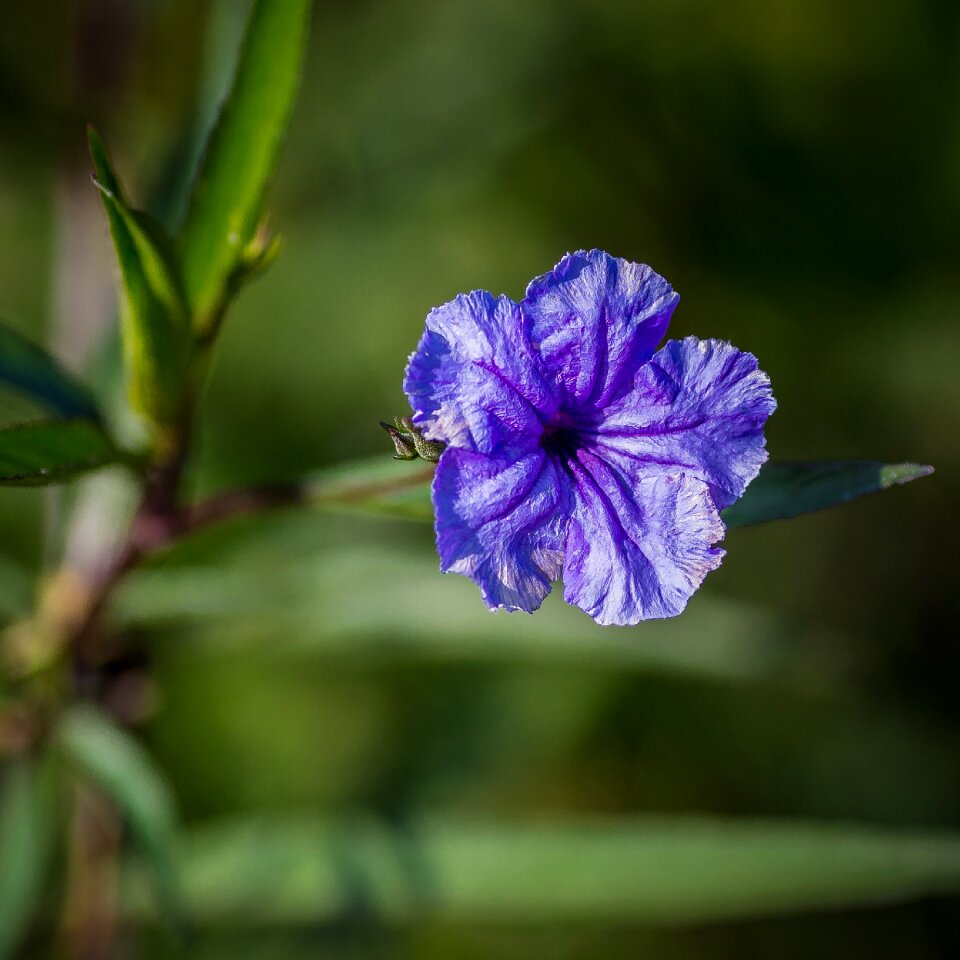 Nature leaf petal photo