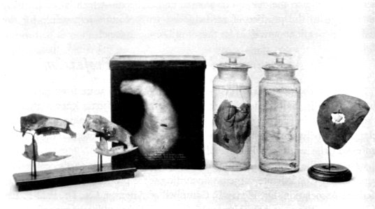 The Armed Forces Institute of Pathology - Figure 28