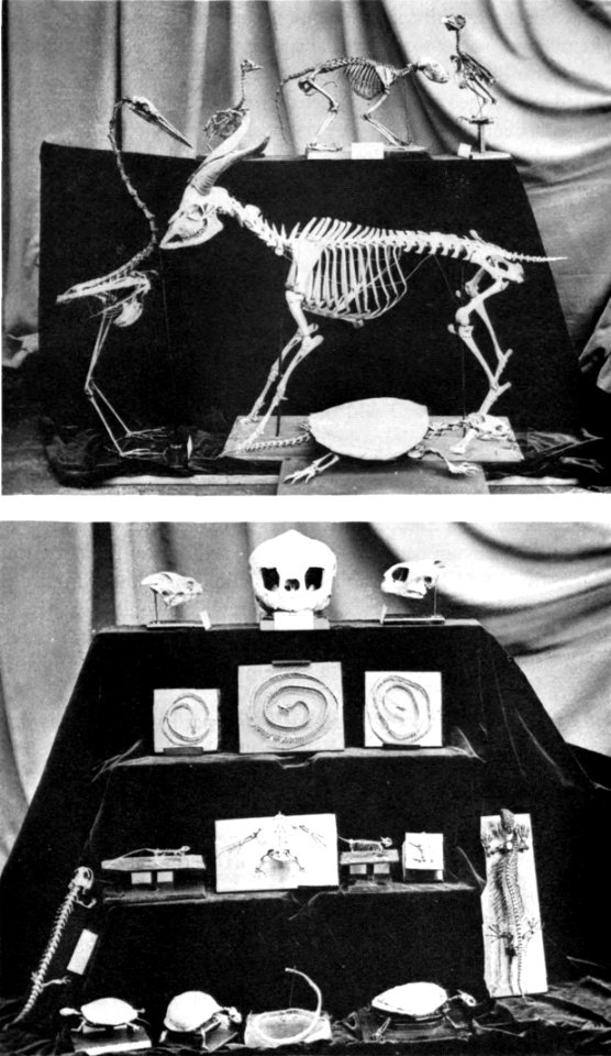 The Armed Forces Institute of Pathology - Figure 27