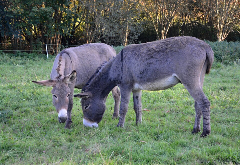 Eat herbivore domestic animal photo