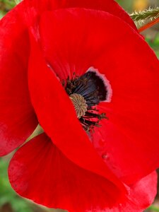 Garden petal poppy