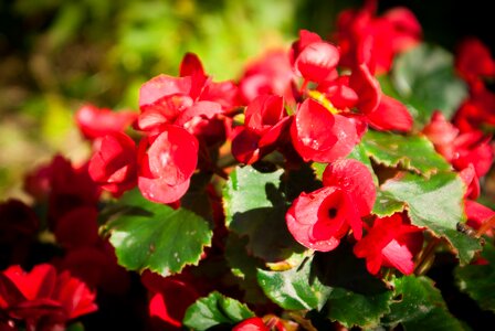 Nature floral plant photo