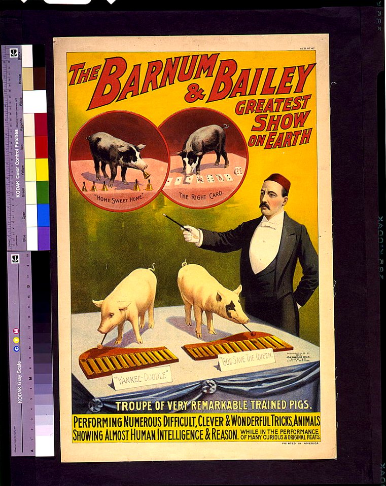 The Barnum & Bailey greatest show on earth-Troupe of very remarkable trained pigs LCCN93505604