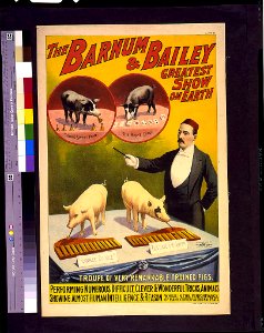 The Barnum & Bailey greatest show on earth-Troupe of very remarkable trained pigs LCCN93505604